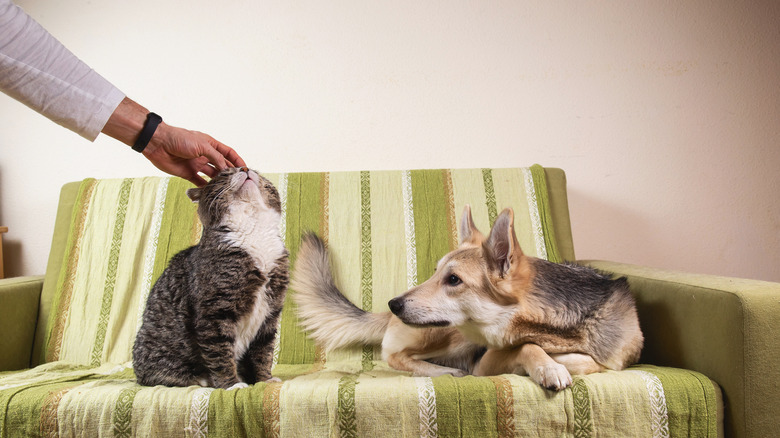 dog getting jealous of a cat