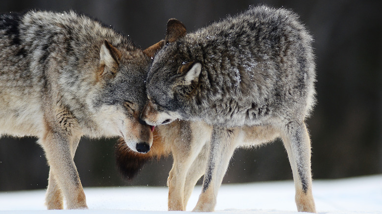 a pair of wolf friends