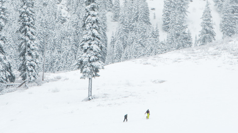 Avalanche hikers