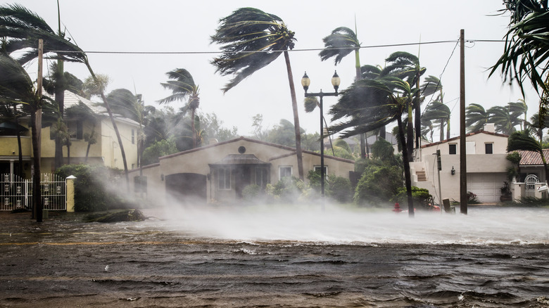 hurricane wind blowing palm trees