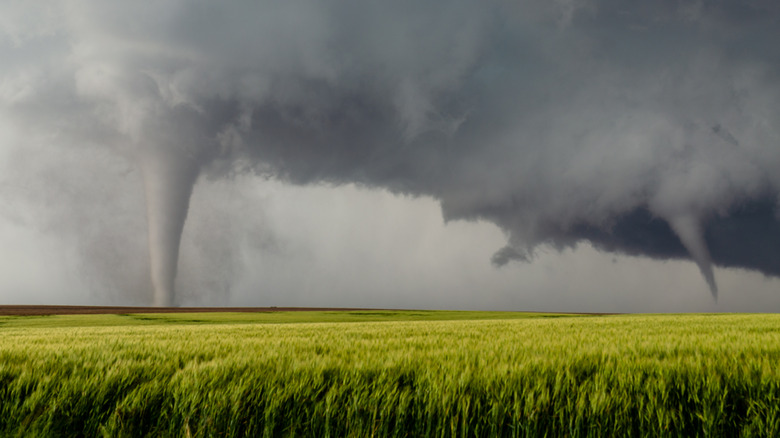 two tornadoes in a field