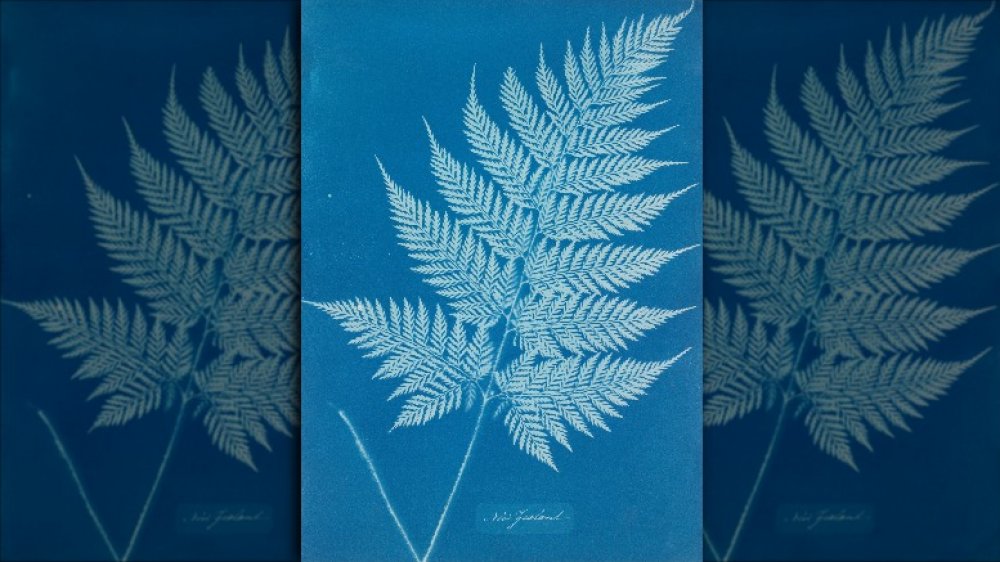 Cyanotype of a fern, circa 1850, by Anna Atkins