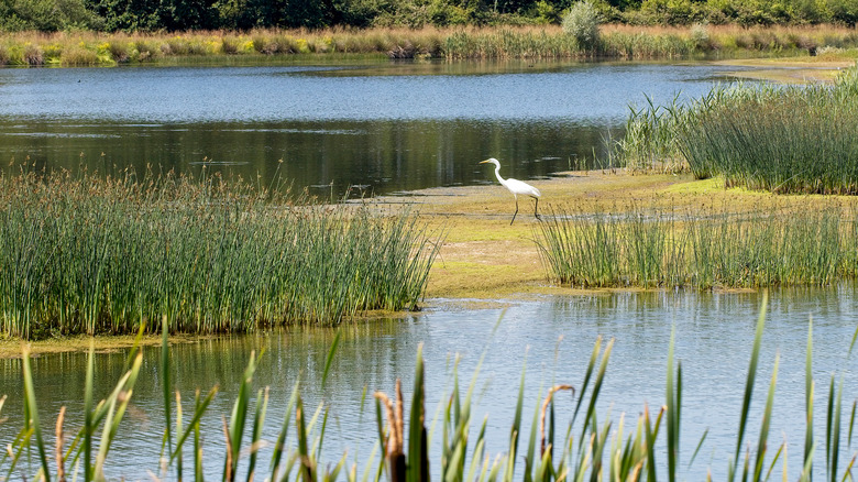 Rutland Nature Reserve