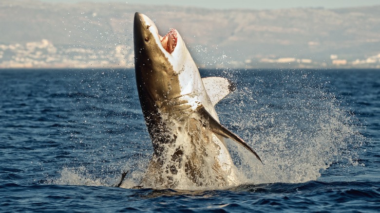 Great white shark breaching while hunting