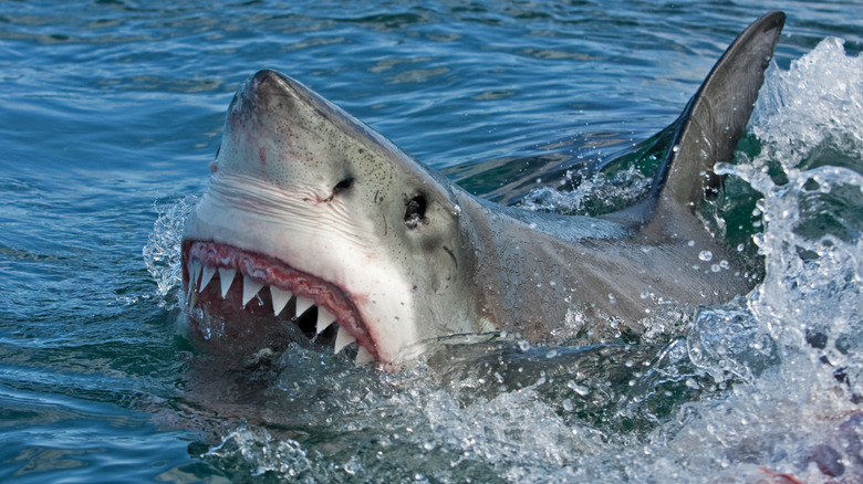 Great white shark cresting the water