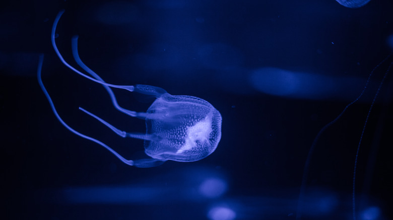 Box jellyfish swims by