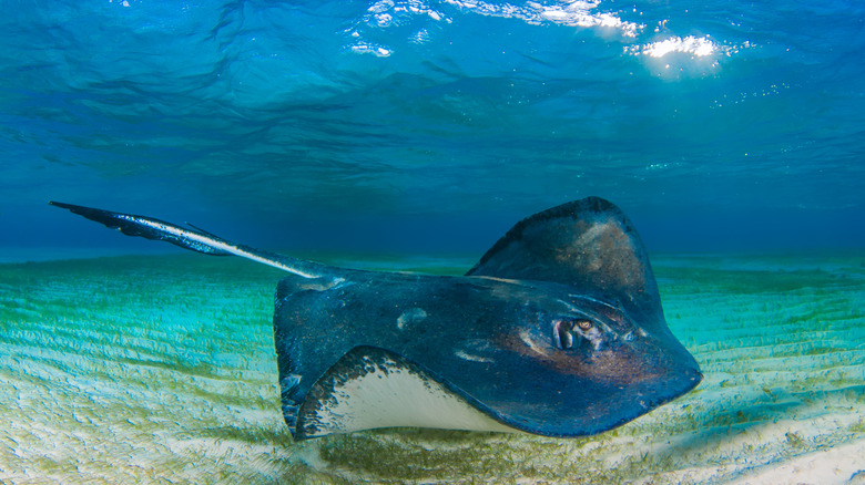 A stingray in action