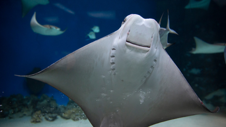 Underside of a stingray