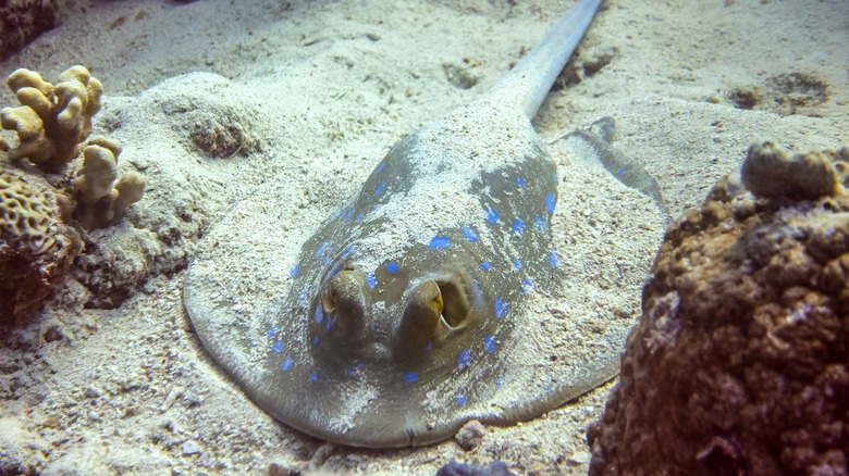 Stingray buried in sand