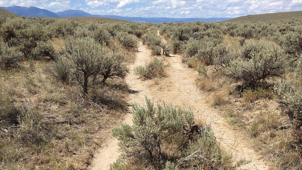 oregon trail ruts in the dirt