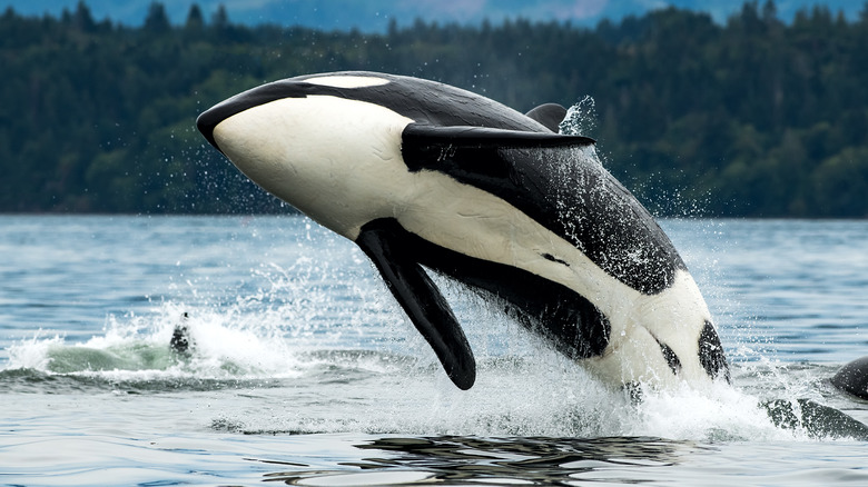 orca breaching the water