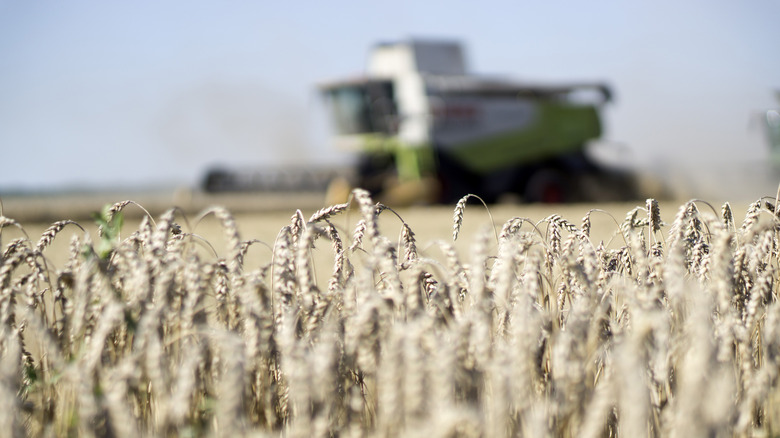 Combine harvester in Ukrainian wheat field