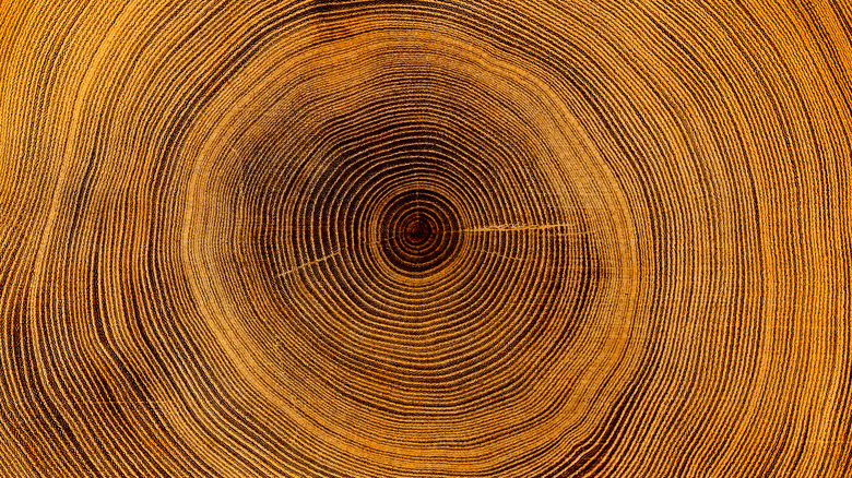 Tree rings