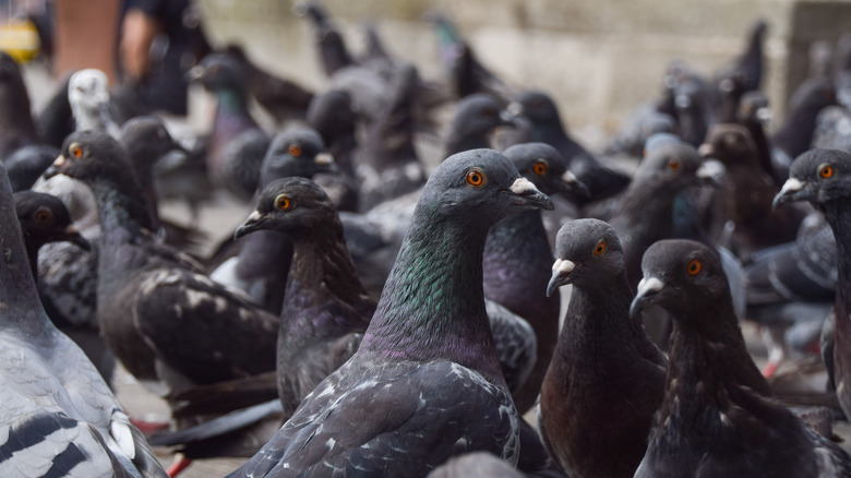 Flock of pigeons