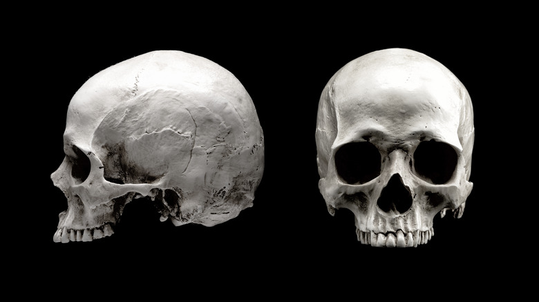 human skull