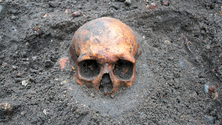 Human skull in dirt