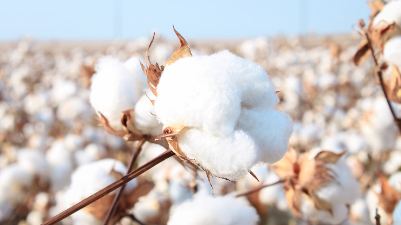 Cotton in a field