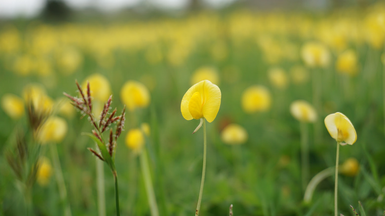 Plants in a field