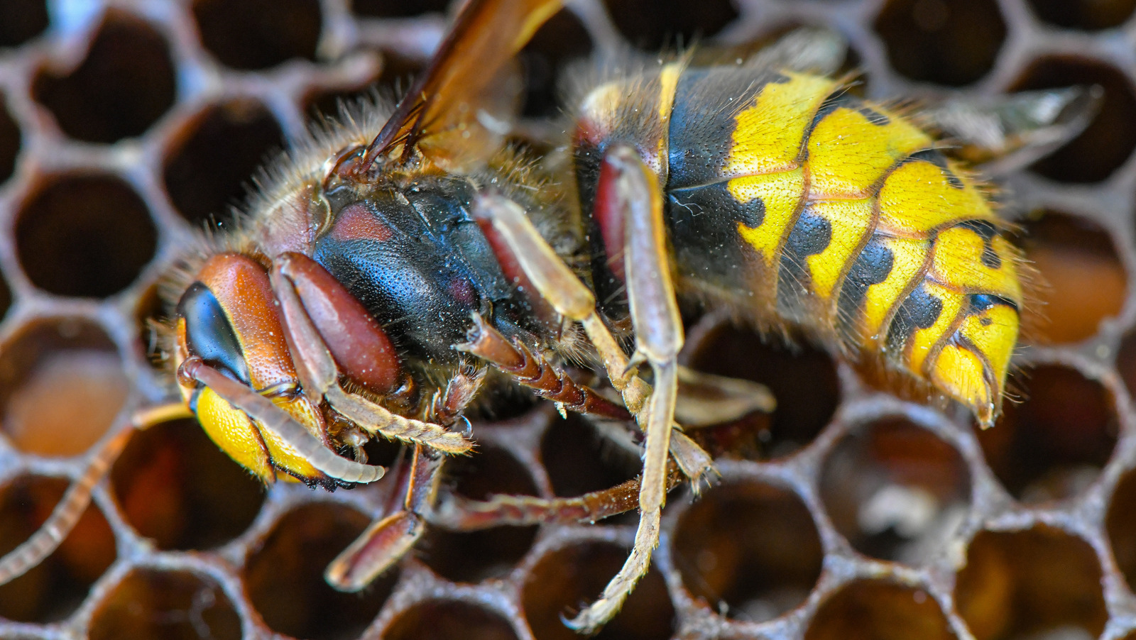 10 Interesting Facts About Honey Bees - WorldAtlas