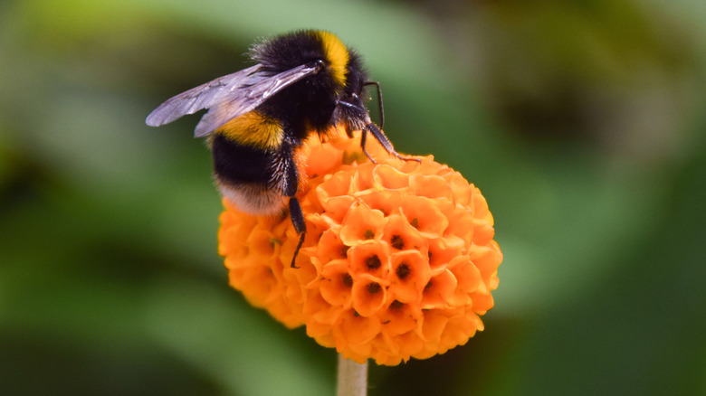 bee on a flowering plant