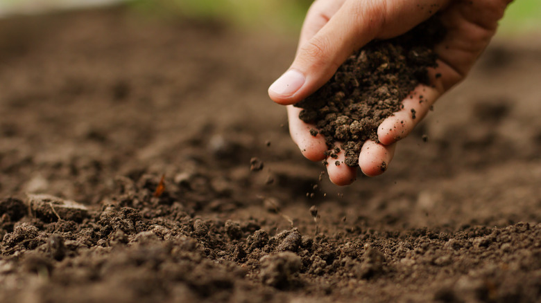 farmer checking soil