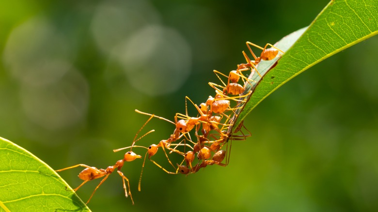 Numerous ants forming bridge between leaves