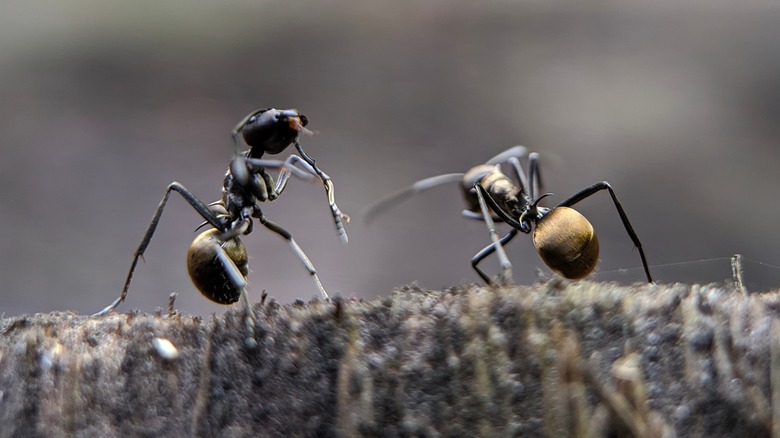 Two ants standing on surface