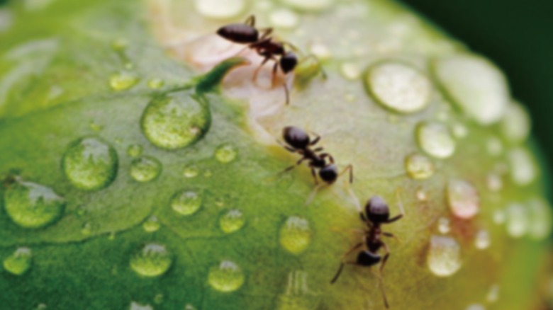 Three ants on a leaf covered in water droplets