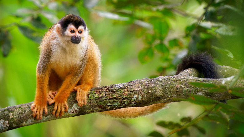 A monkey with tail wrapped around tree branch