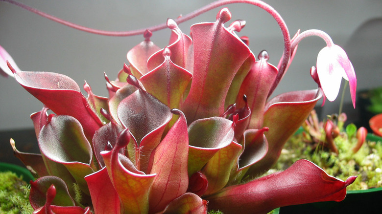 Carnivorous plant, Heliamphora pulchella.