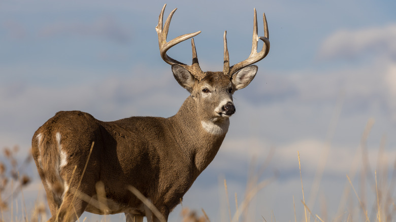 white tail deer