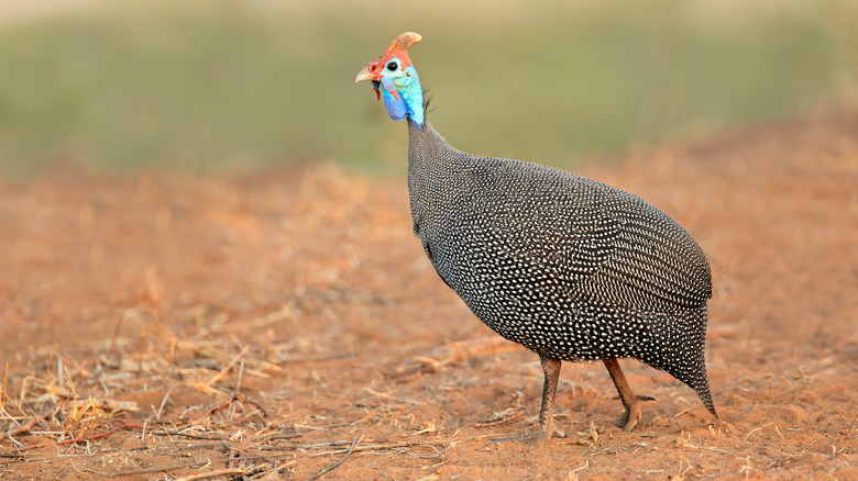 guinea fowl