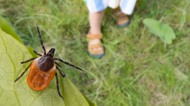 tick and person