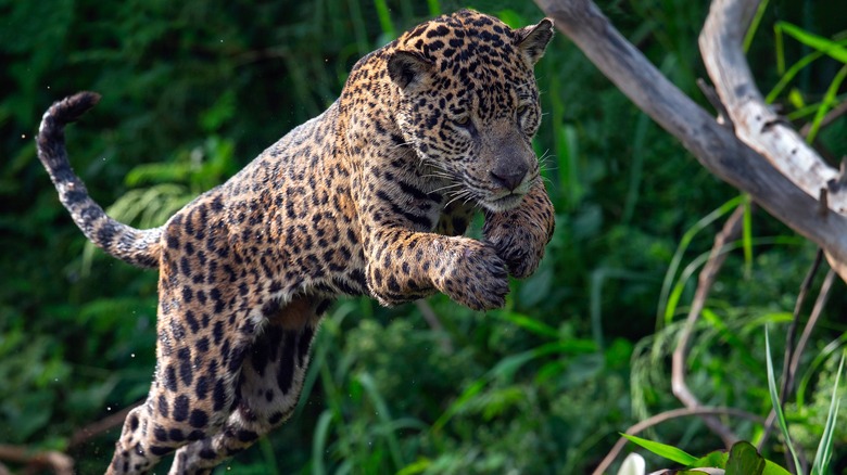 A jaguar pouncing