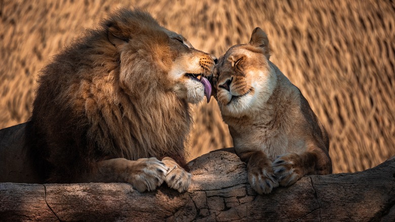 Two lions, one grooming the other