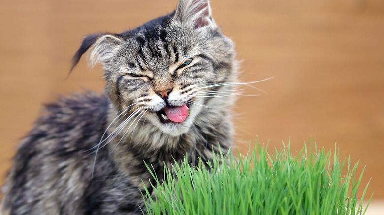 Cat reacting to catnip