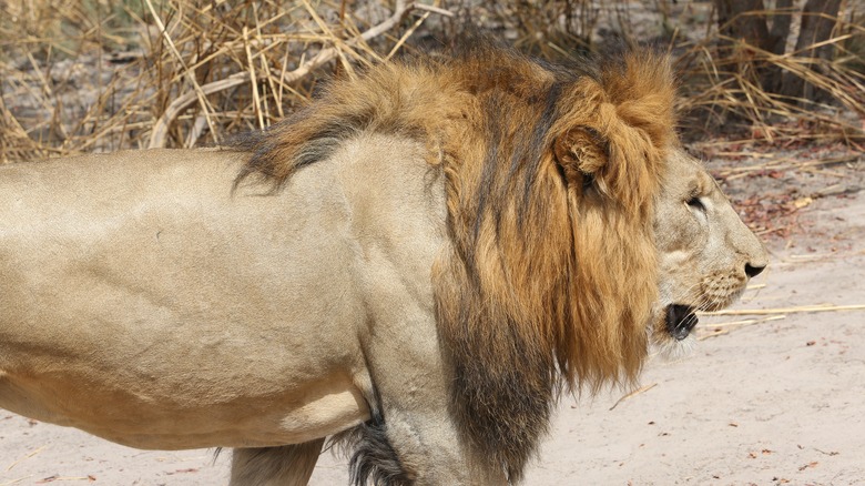 A lion walking