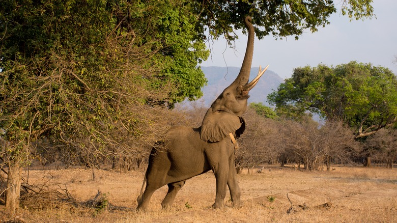 Elephant feeding