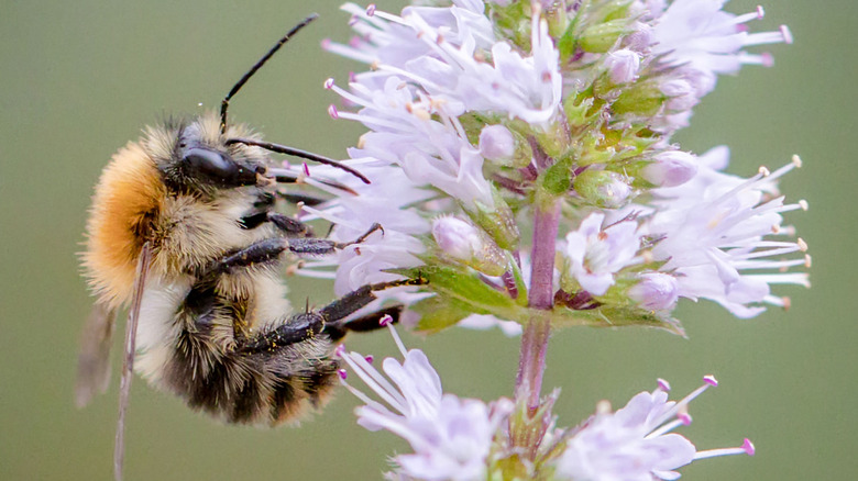 Bee on a flower