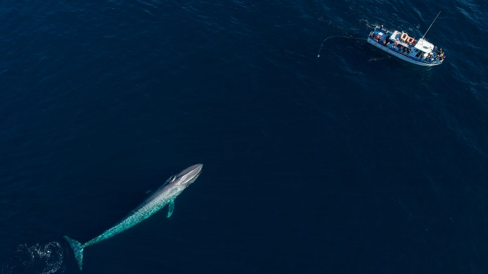 Blue whale 