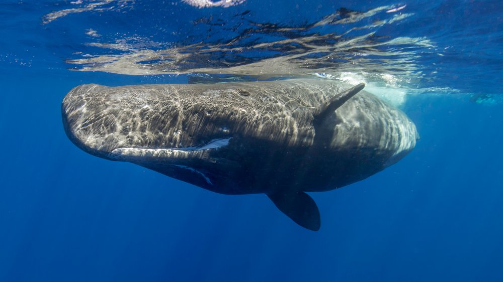 Sperm whale