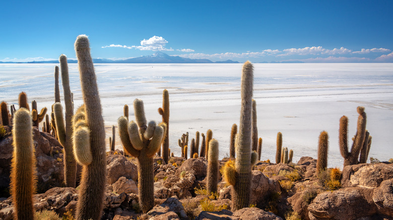 salar de uyuni cacti