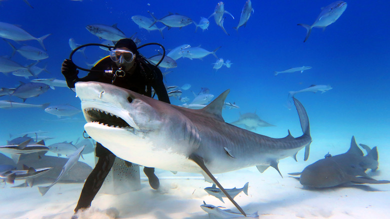 Great white shark with scuba diver