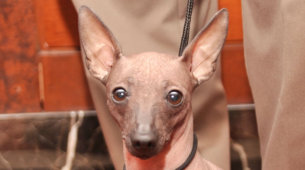 Xoloitzcuintli