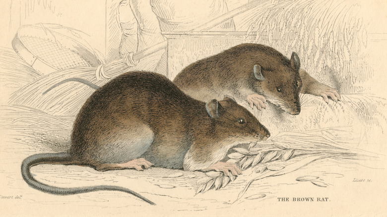 Illustration of two brown rats.