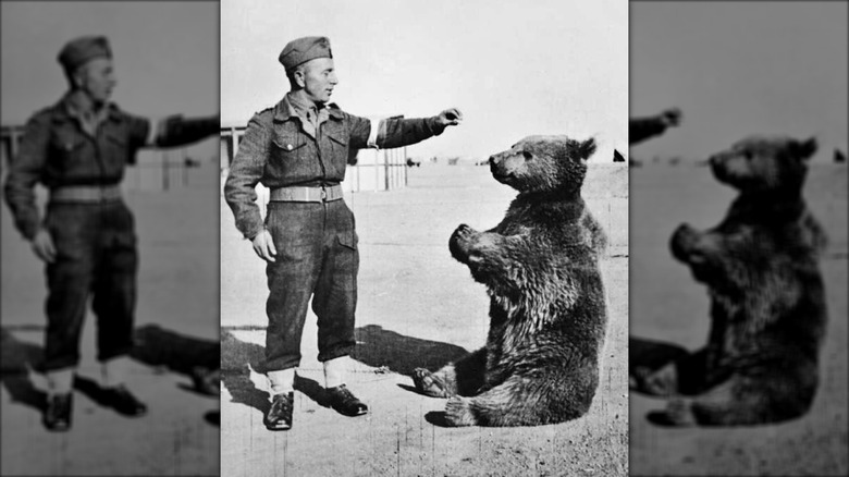 Wojtek the bear sits in front of soldier