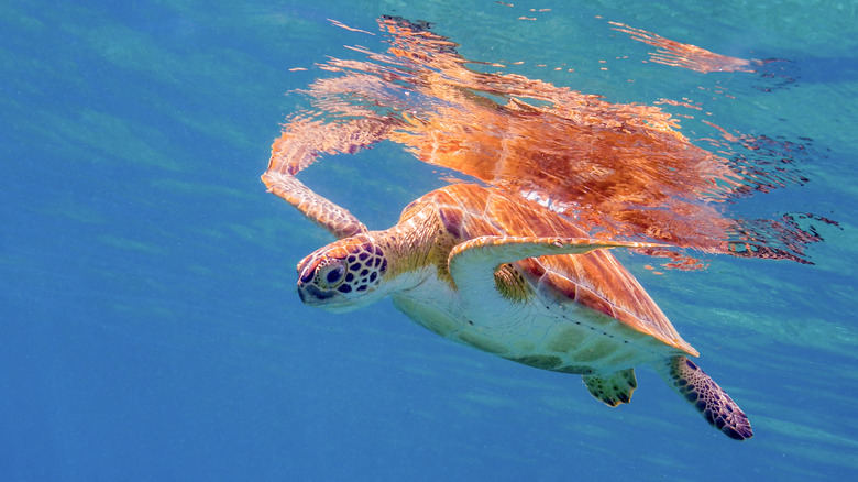 Green turtle swimming U.S. Virgin Islands
