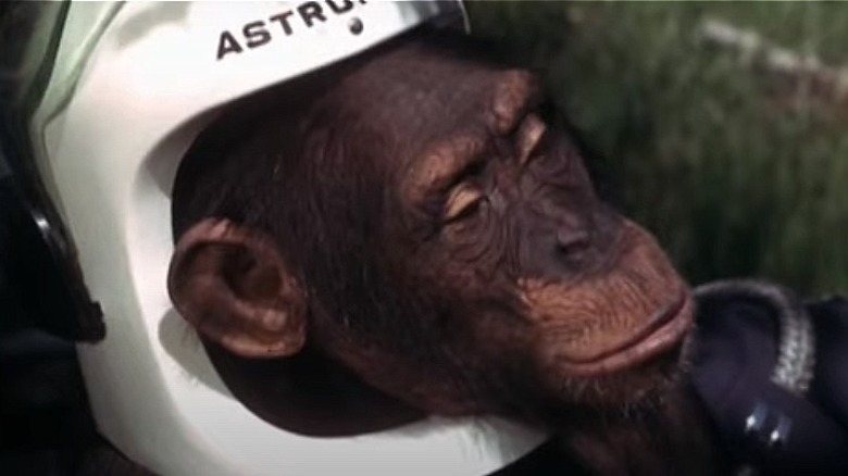 Judy the Chimpanzee in Daktari