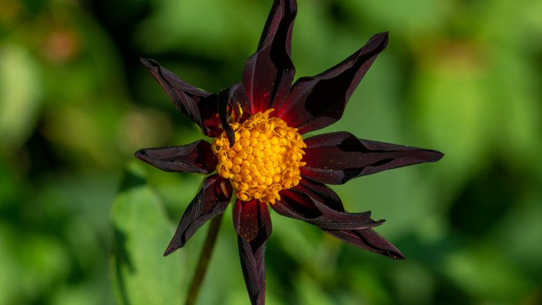 black Dahlia flower