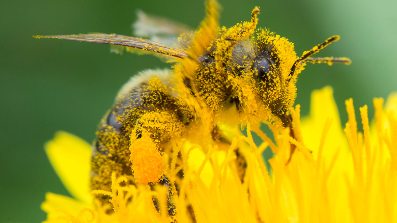 Pollen